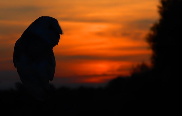 owl by night